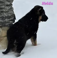 Helda girl, a female German Shepherd Dog for sale in Fairbanks, AK – Photo 2 of 8