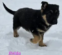 Helda girl, a female German Shepherd Dog for sale in Fairbanks, AK – Photo 8 of 8