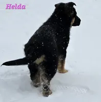 Helda girl, a female German Shepherd Dog for sale in Fairbanks, AK – Photo 6 of 8