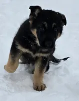 Helda girl, a female German Shepherd Dog for sale in Fairbanks, AK – Photo 4 of 8