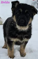 Helda girl, a female German Shepherd Dog for sale in Fairbanks, AK – Photo 7 of 8