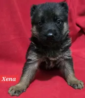 Xena, a female German Shepherd Dog for sale in Fairbanks, AK – Photo 3 of 3