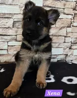 Xena, a female German Shepherd Dog for sale in Fairbanks, AK – Photo 3 of 5