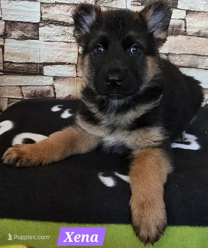 Xena – German Shepherd Dog puppy for sale in Fairbanks, AK