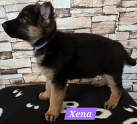 Xena, a female German Shepherd Dog for sale in Fairbanks, AK – Photo 2 of 5