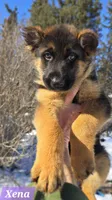 Xena, a female German Shepherd Dog for sale in Fairbanks, AK – Photo 5 of 5