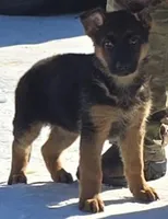 Xena, a female German Shepherd Dog for sale in Fairbanks, AK – Photo 4 of 5