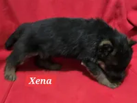 Xena, a female German Shepherd Dog for sale in Fairbanks, AK – Photo 2 of 3