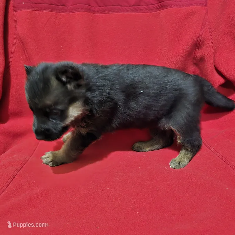 Xena – German Shepherd Dog puppy for sale in Fairbanks, AK