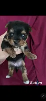 Teacup  Button , a female Yorkshire Terrier for sale in Fairbanks, AK – 3 of 7