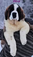 AKC new litter, a male Saint Bernard for sale in Fairbanks, AK – Photo 2 of 10
