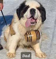 AKC new litter, a male Saint Bernard for sale in Fairbanks, AK – Photo 10 of 10
