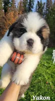 AKC new litter, a male Saint Bernard for sale in Fairbanks, AK – Photo 1 of 10