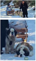 AKC new litter, a male Saint Bernard for sale in Fairbanks, AK – Photo 8 of 10