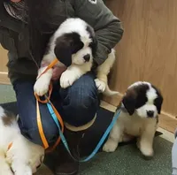 AKC new litter, a male Saint Bernard for sale in Fairbanks, AK – Photo 5 of 10