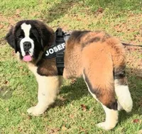 AKC new litter, a male Saint Bernard for sale in Fairbanks, AK – Photo 7 of 10