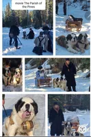 AKC new litter, a male Saint Bernard for sale in Fairbanks, AK – Photo 4 of 10