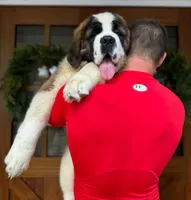 AKC new litter, a male Saint Bernard for sale in Fairbanks, AK – Photo 6 of 10