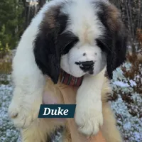 AKC European, a male Saint Bernard for sale in Fairbanks, AK – Photo 6 of 10