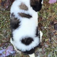 AKC European, a male Saint Bernard for sale in Fairbanks, AK – Photo 4 of 10