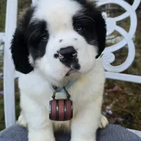 AKC European, a male Saint Bernard for sale in Fairbanks, AK – Photo 5 of 10