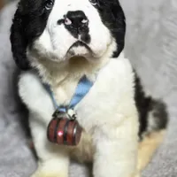 AKC European, a male Saint Bernard for sale in Fairbanks, AK – Photo 10 of 10