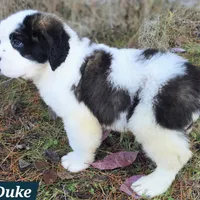 AKC European, a male Saint Bernard for sale in Fairbanks, AK – Photo 8 of 10
