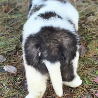 AKC European, a male Saint Bernard for sale in Fairbanks, AK – Photo 3 of 10