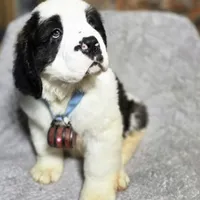 AKC European, a male Saint Bernard for sale in Fairbanks, AK – Photo 9 of 10