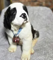 processed/dcae720b-5950-4433-93e7-a0d653093aab/listing/dadfacc3-b605-4ac0-843c-61ded5377ac6/a6d80faf-734f-4e3b-9c11-6d3323af965a