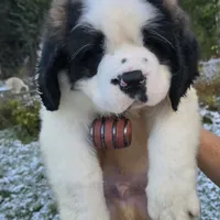 AKC European, a male Saint Bernard for sale in Fairbanks, AK – Photo 1 of 10