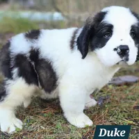 AKC European, a male Saint Bernard for sale in Fairbanks, AK – Photo 7 of 10