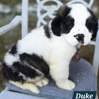 AKC European, a male Saint Bernard for sale in Fairbanks, AK – Photo 2 of 10
