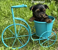 AKC European bloodline , a  Yorkshire Terrier for sale in Fairbanks, AK – 5 of 8