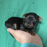 AKC European bloodline , a male Yorkshire Terrier for sale in Fairbanks, AK – 7 of 8