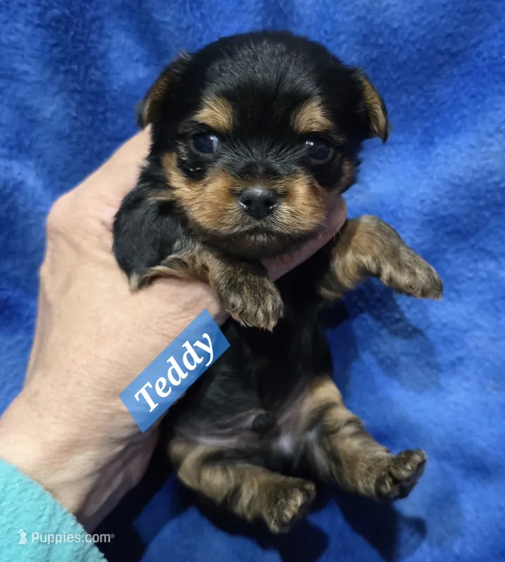 Teacup Teddy  – Yorkshire Terrier puppy for sale in Fairbanks, AK