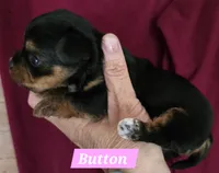 Teacup  Button , a female Yorkshire Terrier for sale in Fairbanks, AK – 6 of 7