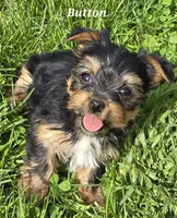 Teacup  Button  Hold, a female Yorkshire Terrier for sale in Fairbanks, AK – 1 of 7