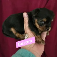 Teacup  Button , a female Yorkshire Terrier for sale in Fairbanks, AK – 2 of 7
