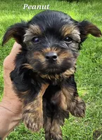 Teacup Peanut , a male Yorkshire Terrier for sale in Fairbanks, AK – 7 of 7