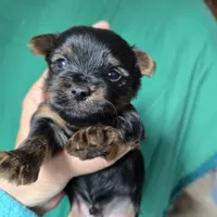AKC European bloodline , a male Yorkshire Terrier for sale in Fairbanks, AK – 5 of 8