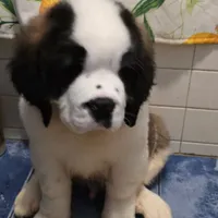 Akc Duke, a male Saint Bernard for sale in Fairbanks, AK – Photo 3 of 9