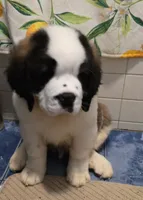 processed/dcae720b-5950-4433-93e7-a0d653093aab/listing/f3cc4898-e621-430a-b564-3a1c6e127eee/348eec85-2320-4181-a547-29ecf9fd0f77