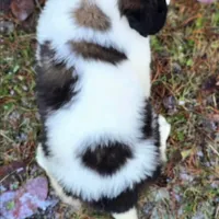 Akc Duke, a male Saint Bernard for sale in Fairbanks, AK – Photo 8 of 9