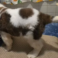 Akc Duke, a male Saint Bernard for sale in Fairbanks, AK – Photo 2 of 9