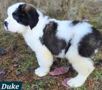 processed/dcae720b-5950-4433-93e7-a0d653093aab/listing/f3cc4898-e621-430a-b564-3a1c6e127eee/4000bc79-ea02-48a3-b569-310afa397444