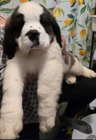 processed/dcae720b-5950-4433-93e7-a0d653093aab/listing/f3cc4898-e621-430a-b564-3a1c6e127eee/64515938-c637-40ec-afd4-be7263383c15