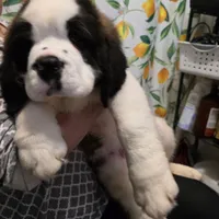 Akc Duke, a male Saint Bernard for sale in Fairbanks, AK – Photo 6 of 9