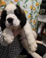 processed/dcae720b-5950-4433-93e7-a0d653093aab/listing/f3cc4898-e621-430a-b564-3a1c6e127eee/7eb86be1-4cb9-4223-9387-146822cd1467