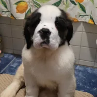 Akc Duke, a male Saint Bernard for sale in Fairbanks, AK – Photo 5 of 9